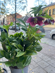 Helleborus orientalis Viv.Victoria