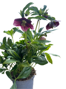 Helleborus orientalis Viv.Victoria