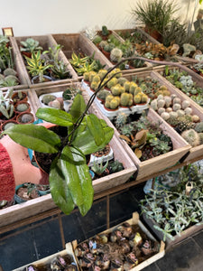 Vaškuolė Hoya Erythrina