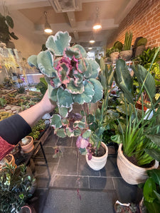 Saxifraga stalonifera tricolor