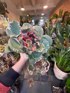 Saxifraga stalonifera tricolor