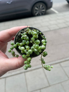Senecio rowleyanus variagata