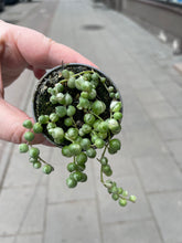 Translation missing: lt.sections.featured_product.gallery_thumbnail_alt