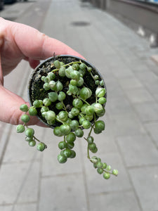 Senecio rowleyanus variagata