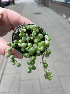 Senecio rowleyanus variagata