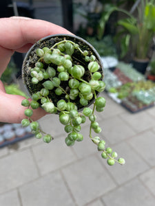 Senecio rowleyanus variagata