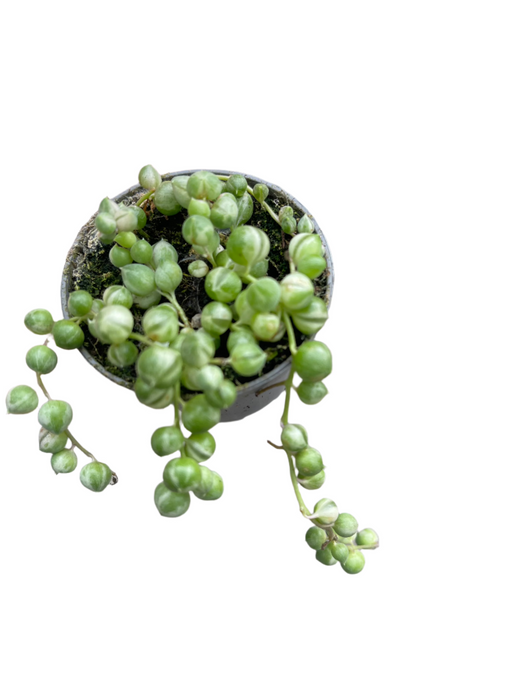 Senecio rowleyanus variagata