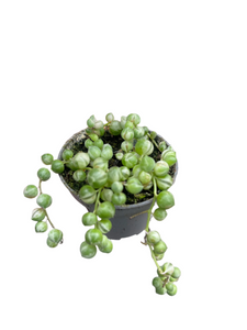 Senecio rowleyanus variagata