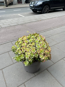 Aronium Kiwi