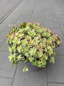 Aronium Kiwi