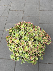 Aronium Kiwi
