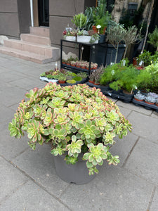 Aronium Kiwi