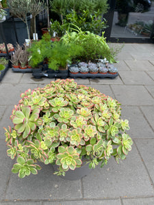Aronium Kiwi
