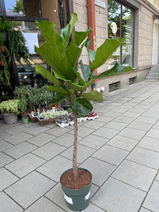 Lyralapis fikusas Ficus lyrata