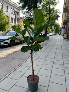 Lyralapis fikusas Ficus lyrata