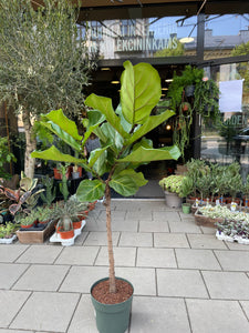 Lyralapis fikusas Ficus lyrata