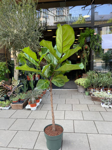 Lyralapis fikusas Ficus lyrata