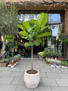 Lyralapis fikusas Ficus lyrata