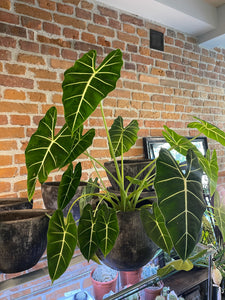 Alocasia Frydek