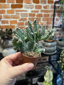 Monwilea spegazini