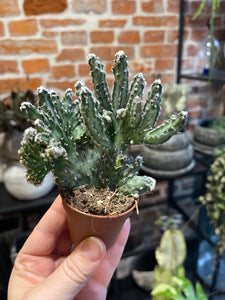 Monwilea spegazini