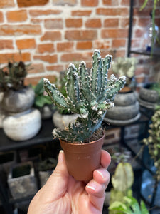 Monwilea spegazini