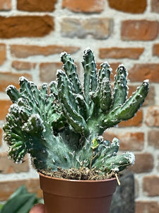 Monwilea spegazini