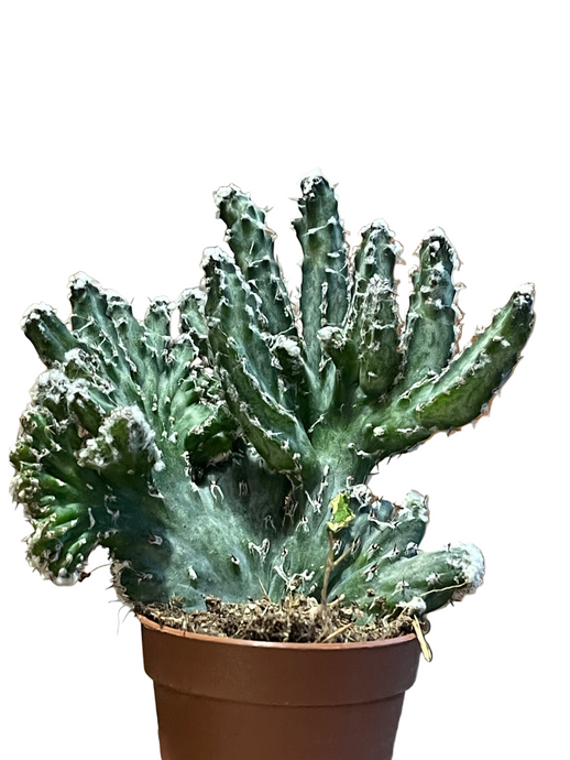 Monwilea spegazini