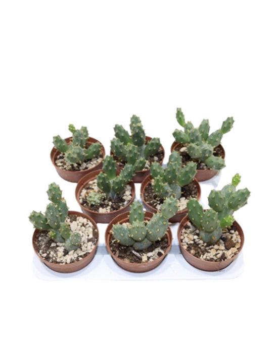 Tephrocactus Rossianus