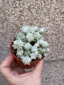 euphorbia mammiliaris variagata