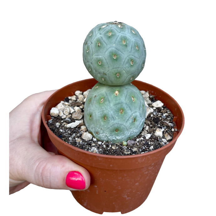 Tephrocactus geometricus