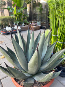 Agave Agave Nigra