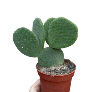 Opuntia microdasys Inermis