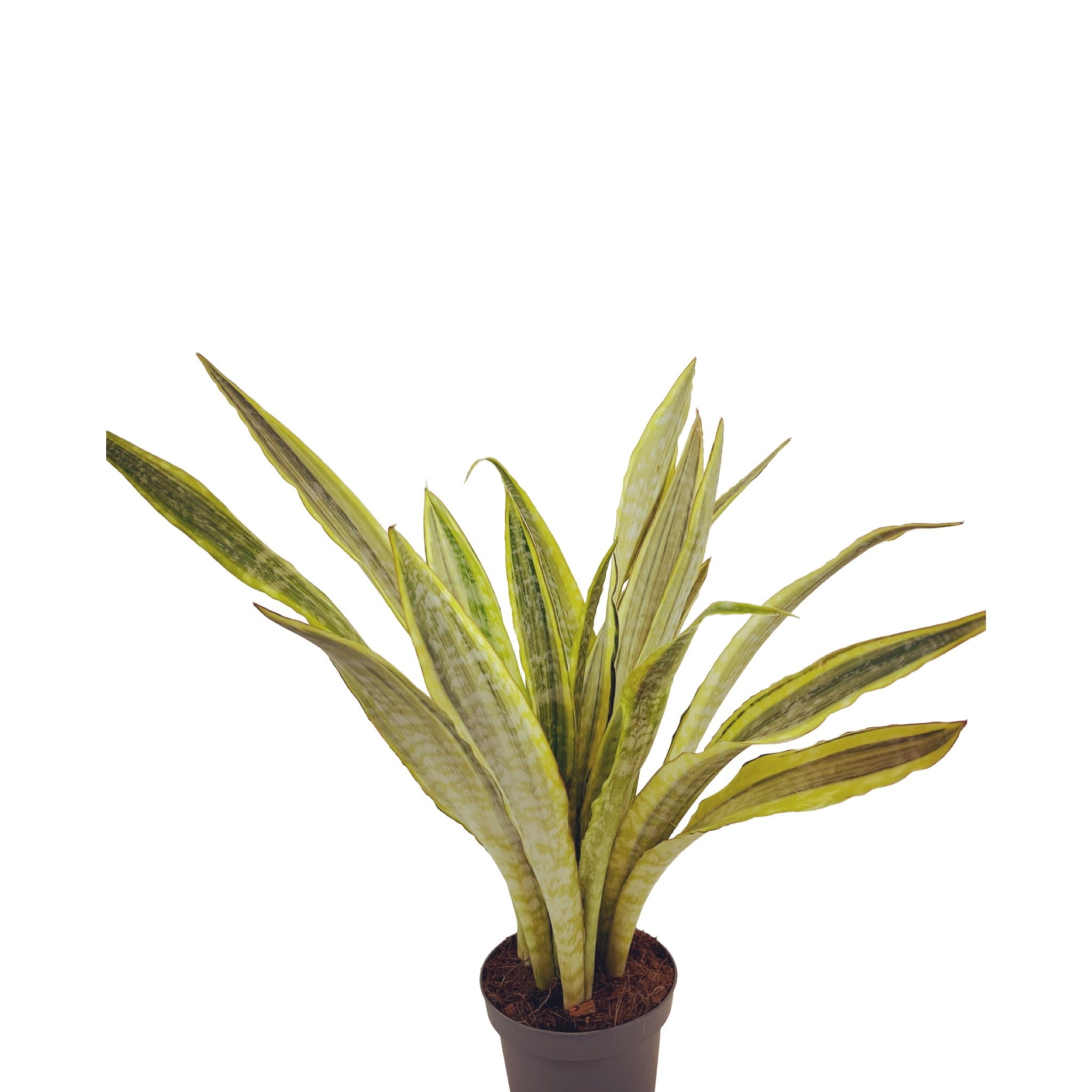 sansevieria aubrytiana lauren Sansevieria Aubrytniana Lauren – Gipsygarden