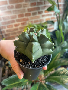 Astrophytum myriostigma nudum cv. Kikko