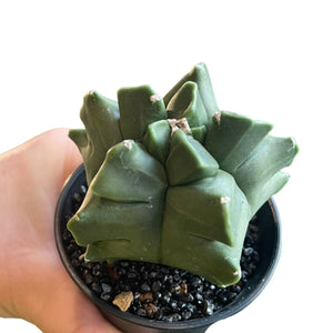 Astrophytum myriostigma nudum cv. Kikko