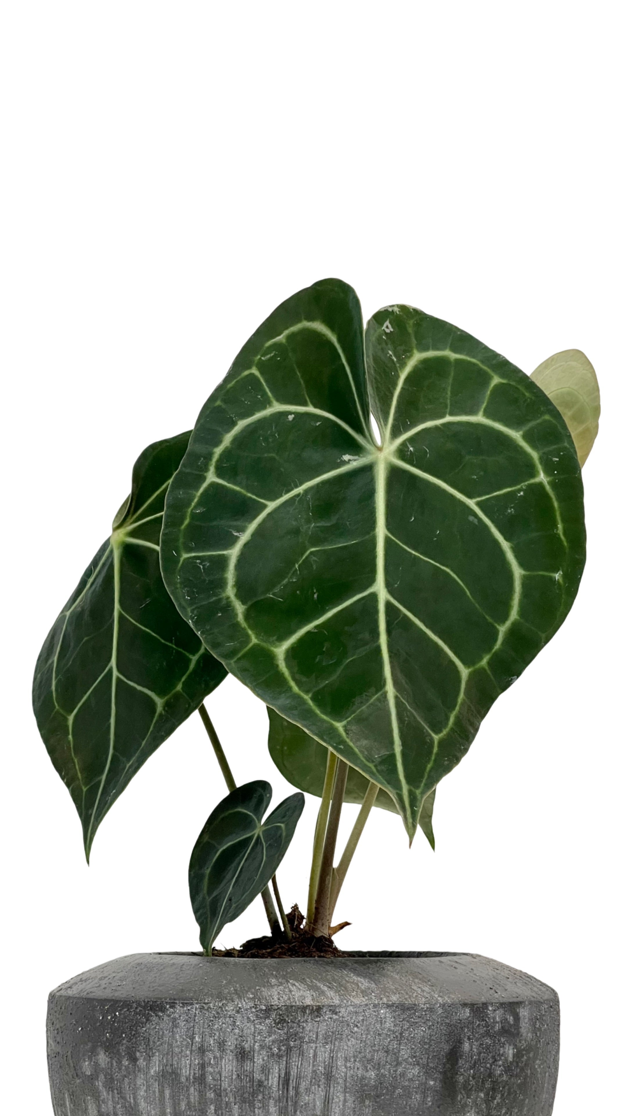 anthurium clarinervium uk buy Anthurium clarinervium 12Ø 35cm – Gipsygarden