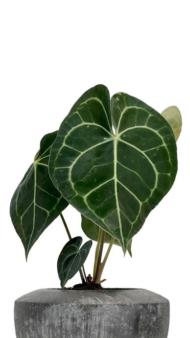 Anthurium clarinervium 12Ø 35cm