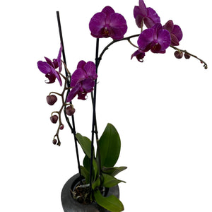 Phalaenopsis Anthura Stellenbosch