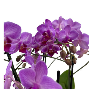 Orchidėja Phalaenopsis  mix 2