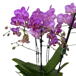 Orchid Phalaenopsis mix 2