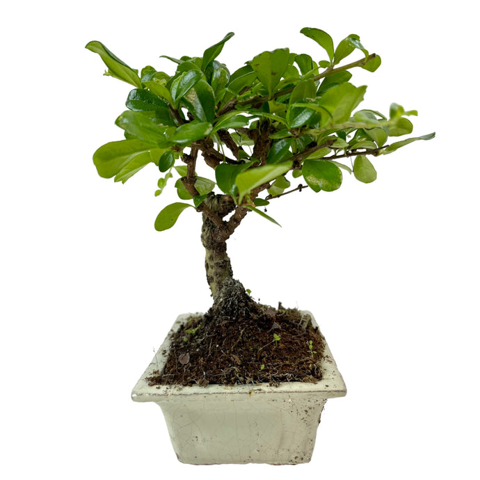 Bonsai Ficus Carmona