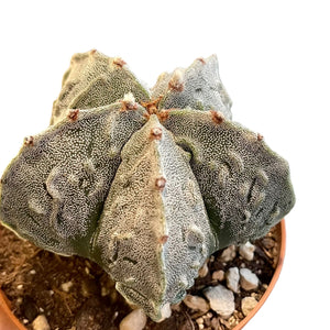 Astrophytum myriostigma cv. fukuryu (Type B)