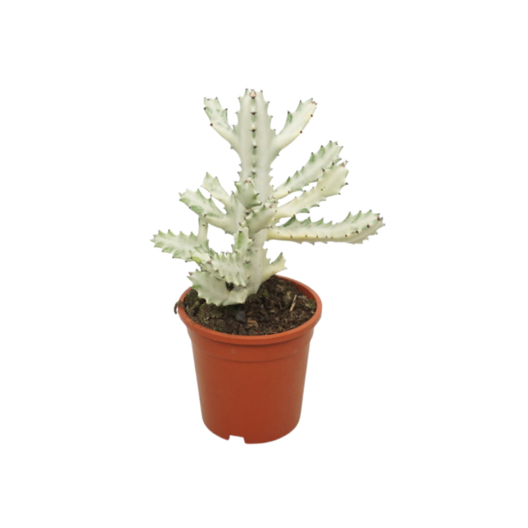 Euphorbia Lactea White Ghost