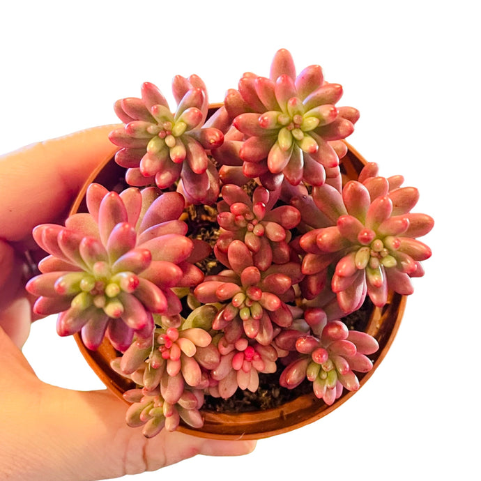 Sedum Rubrotinctum Aurora