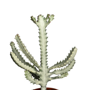 Euphorbia Lactea White Ghost