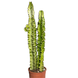 Euphorbia Ingens Erytrea  variagata