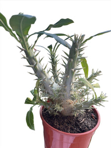 Pachypodium densiflorum