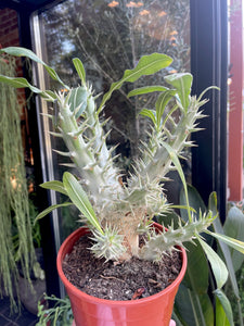 Pachypodium densiflorum