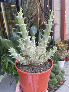 Pachypodium densiflorum